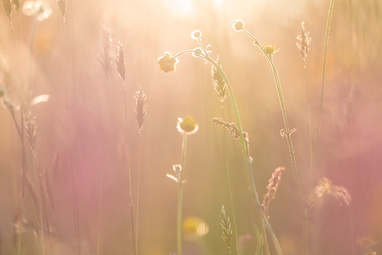 Veld van scherpe boterbloemen in tegenlicht