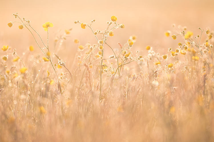 Veld met Scherpe boterbloem (Ranunculus acris) bij zonsopkomst