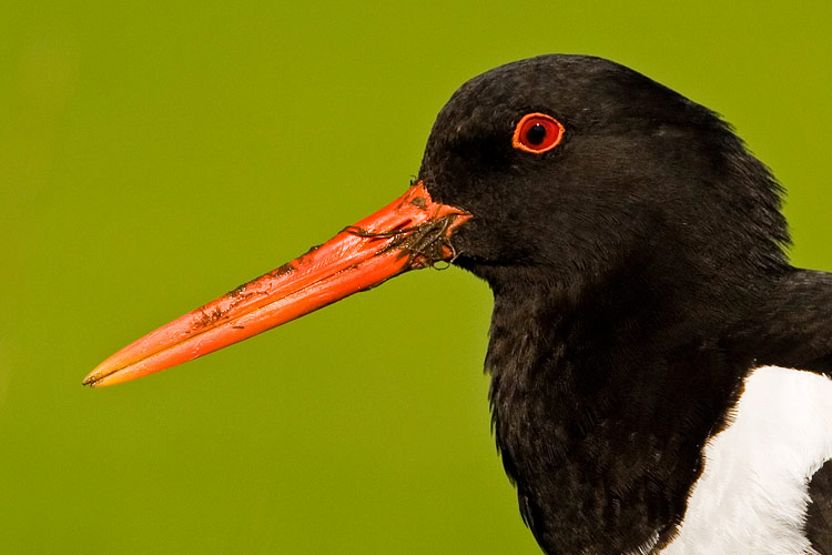 Portret van een Scholekster (Haematopus ostralegus) 