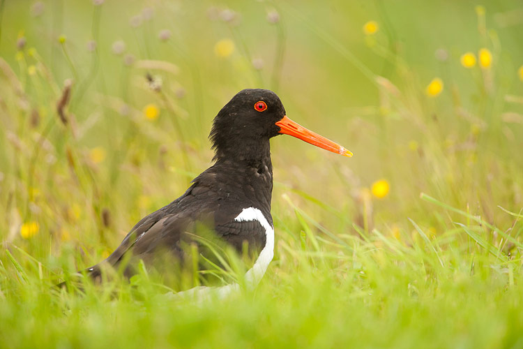 Scholekster (Haematopus ostralegus) 