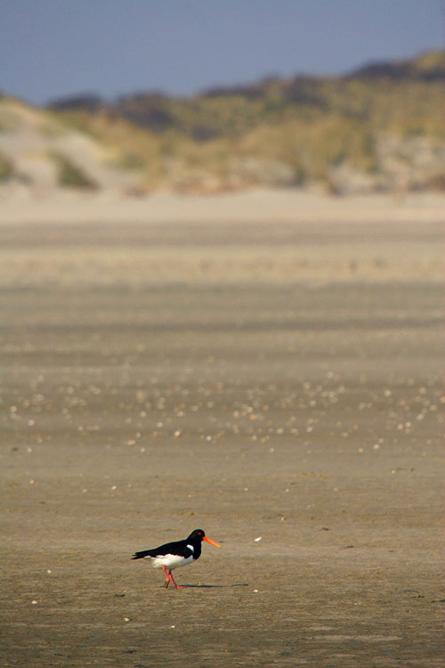 Scholekster (Haematopus ostralegus) op het strand