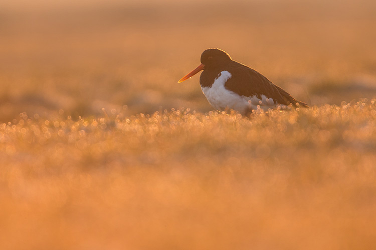 Scholekster (Haematopus ostralegus) in bedauwd weiland