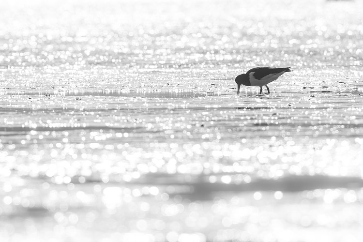 Scholekster (Haematopus ostralegus) op het wad in zwart-wit