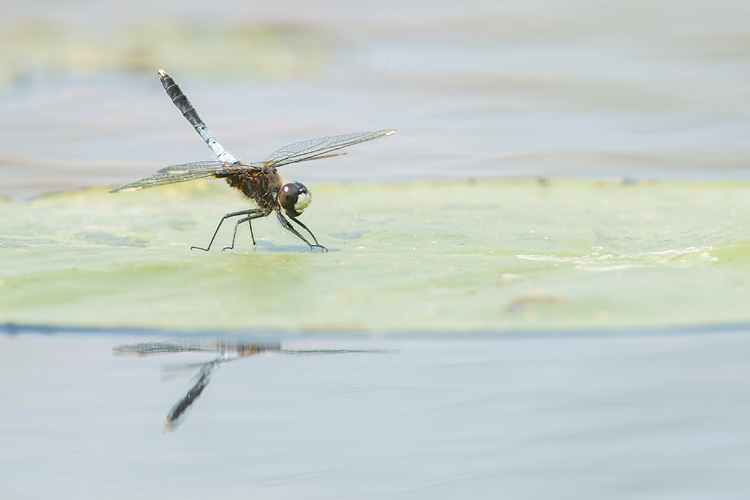 Sierlijke witsnuitlibel (Leucorrhinia caudalis) mannetje op een plompeblad