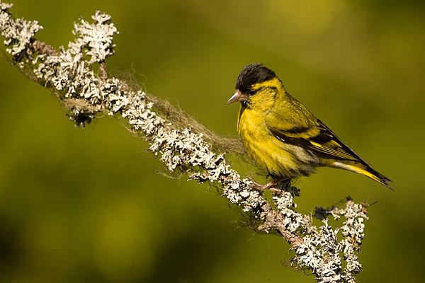 Mannetje Sijs (Carduelis spinus) 