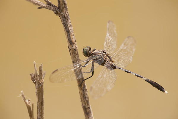 Slanke oeverlibel (Orthetrum sabina)