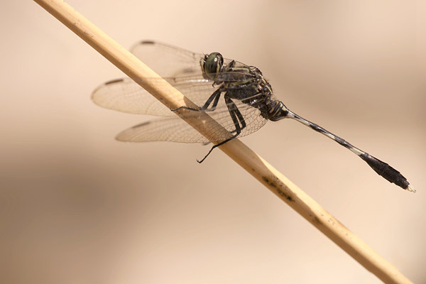 Slanke oeverlibel (Orthetrum sabina) 