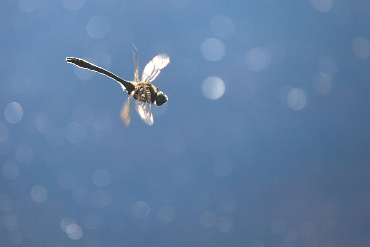 Smaragdlibel (Cordulia aenea) in vlucht