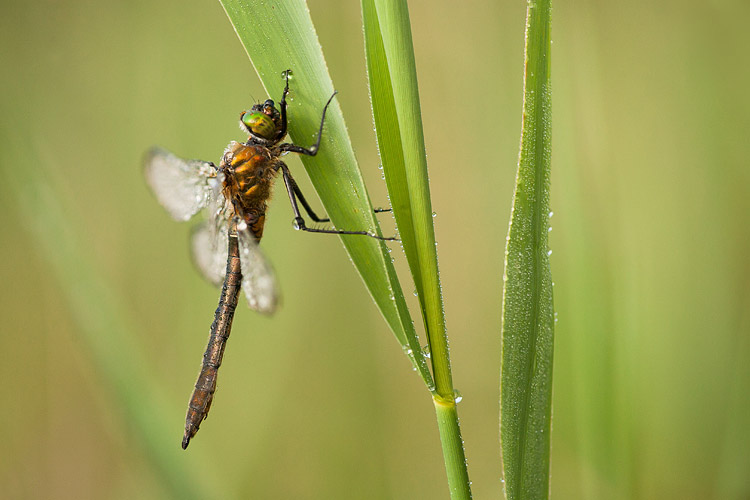 Uitgekleurde Smaragdlibel (Cordulia aenea) 