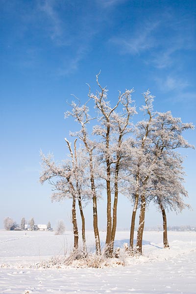 Witte, besneeuwde wereld met blauwe lucht