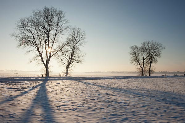 Schaduwspel van een boom in een besneeuwd veld