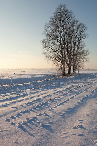 Schaduwspel van maisstoppels in de sneeuw