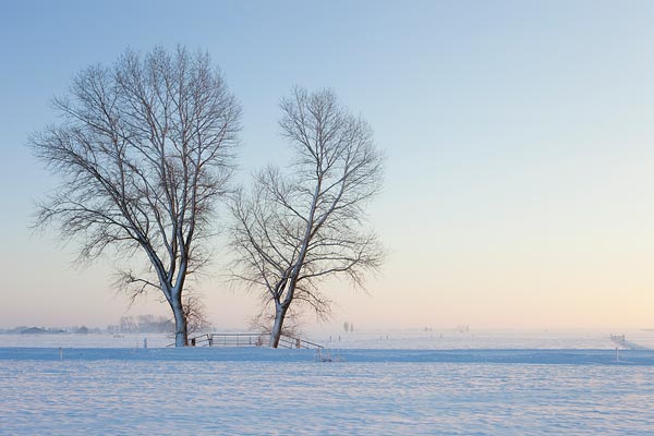 Besneeuwde bomen in het veld