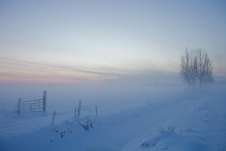 Besneeuwde bomen in het veld