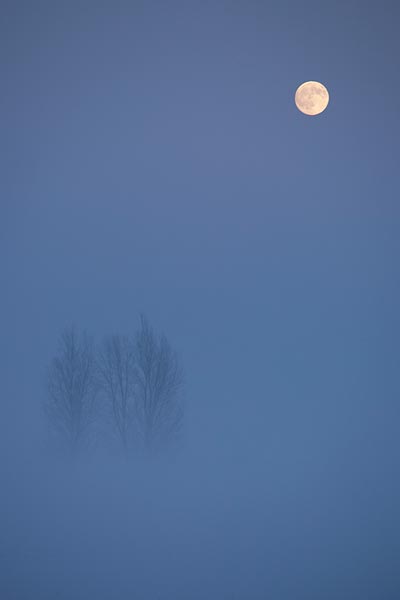 De volle maan samen met bomen