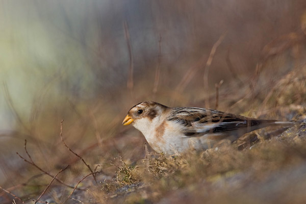 Sneeuwgors (Plectrophenax Nivalis) in de haven van Lauwersoog.