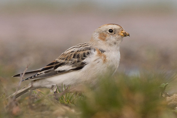 Sneeuwgors (Plectrophenax nivalis) 