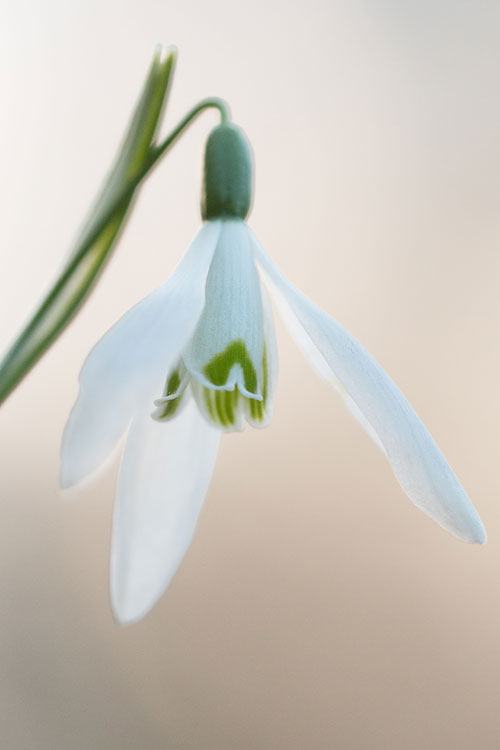 Close-up van een sneeuwklokje in het Engelse werk