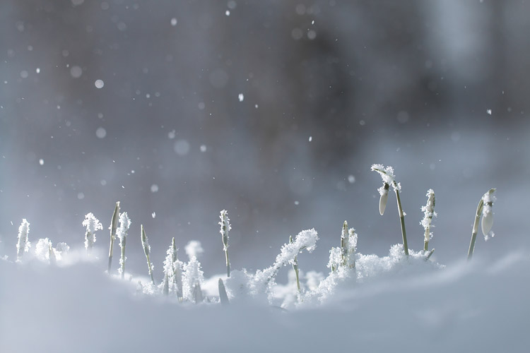 Sneeuwklokjes (Galanthus nivalis) in een sneeuwbui