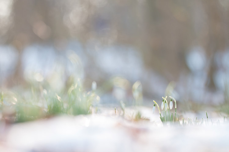 Een groepje sneeuwklokjes in een besneeuwd bos