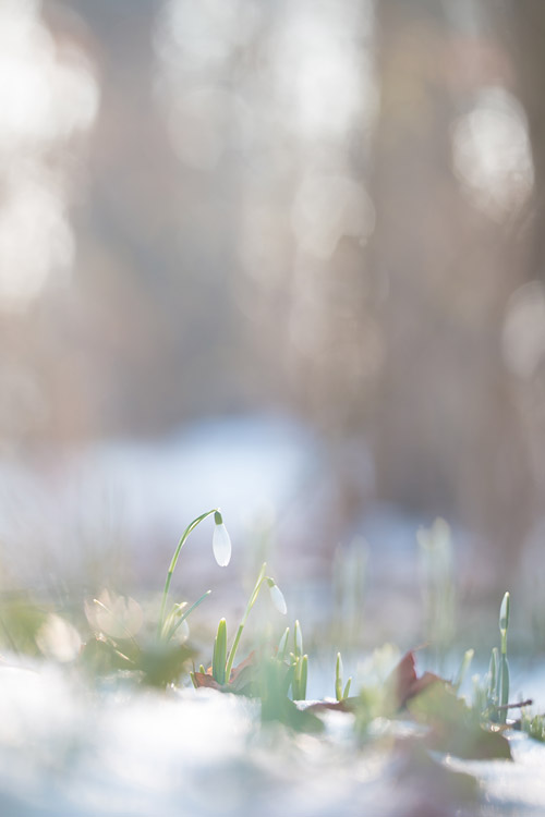 Sneeuwklokjes (Galanthus nivalis) met aquarel achtige bokeh