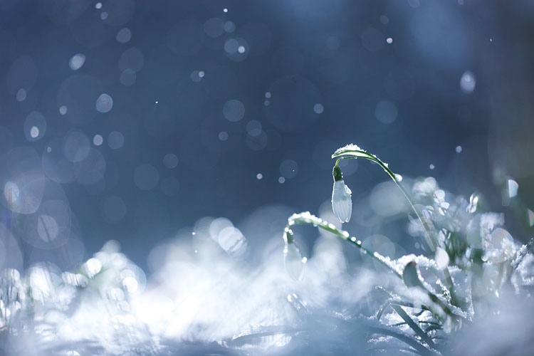 Sneeuwklokjes tijdens een sneeuwbui