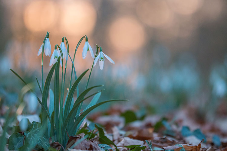 Een groepje sneeuwklokjes in het Engelse werk