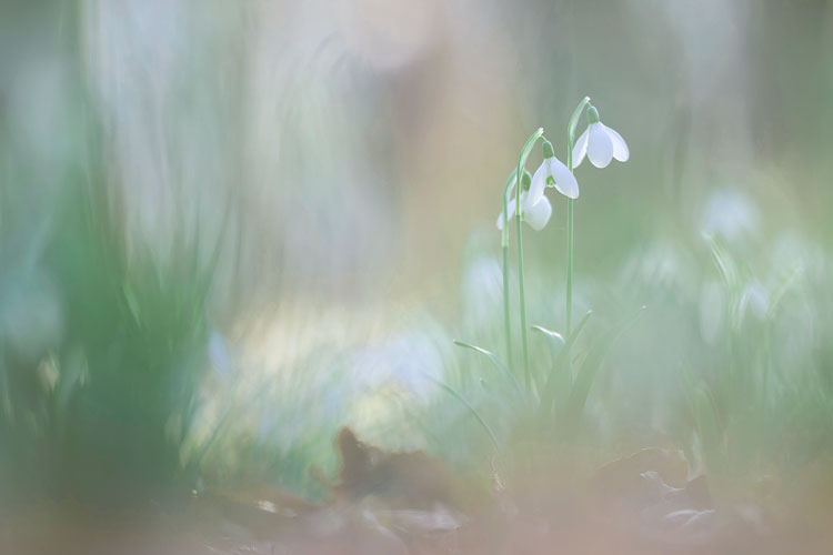 Sneeuwklokje (Galanthus nivalis) 