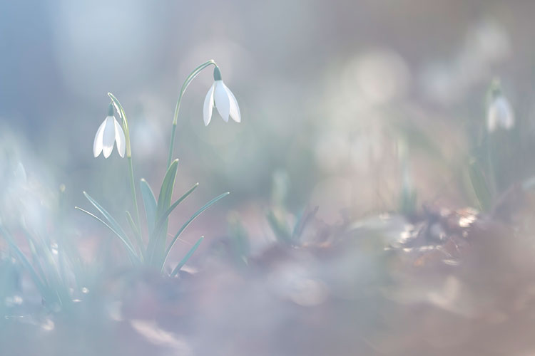 Sneeuwklokjes lijken wel elfen lantaarntjes