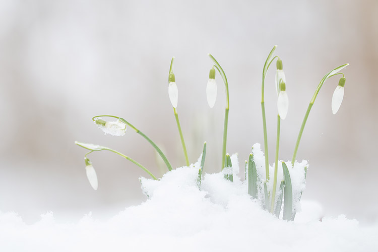 Sneeuwklokjes (Galanthus nivalis) in de sneeuw
