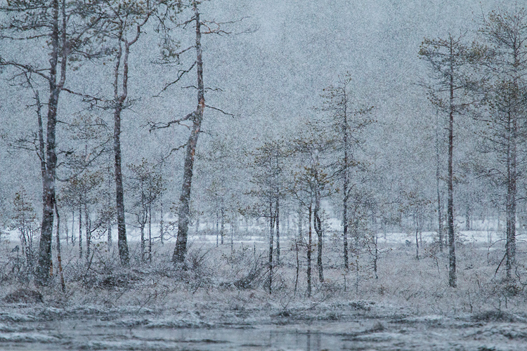 Heftige sneeuwbui in het Zweedse voorjaar