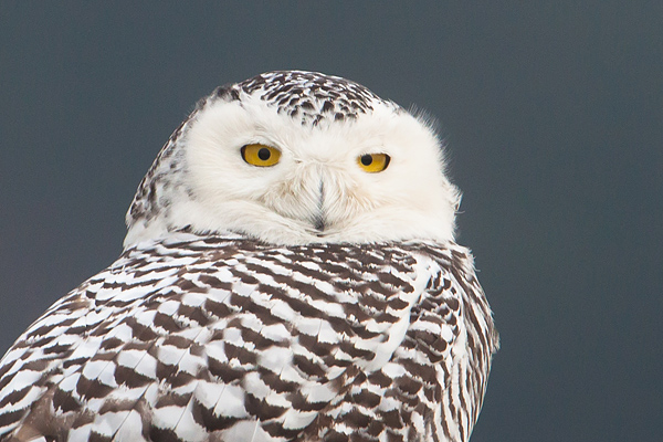 Portret van de sneeuwuil (Bubo scandiacus) in de duinen van Vlieland