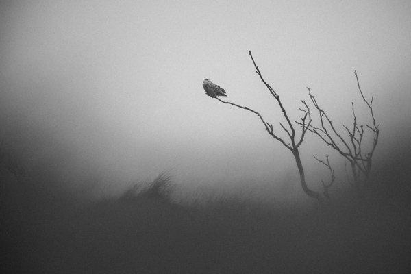 Sneeuwuil (Bubo scandiacus) in het duinlandschap van vlieland