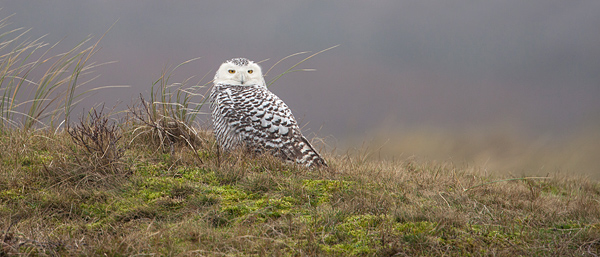 Sneeuwuil (Bubo scandiacus) in het duinlandschap van Vlieland