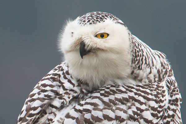 Portret van een Sneeuwuil (Bubo scandiacus) 