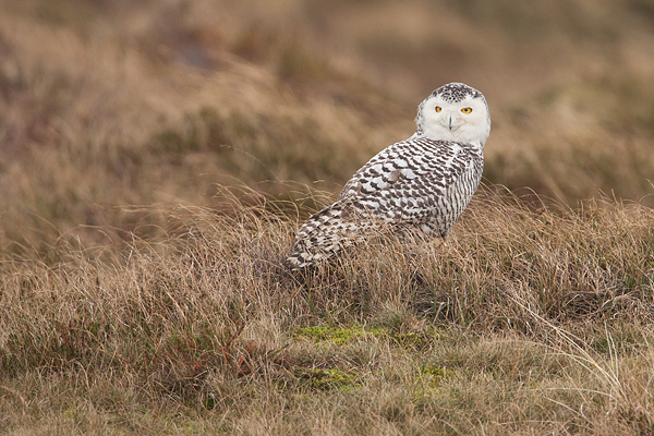 Sneeuwuil (Bubo scandiacus) in het duinlandschap van vlieland