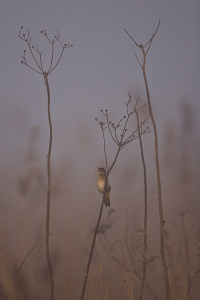 Snor (locustella luscinoides) zingt in het riet