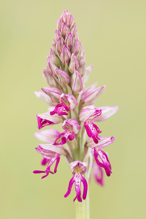 Het Soldaatje (Orchis militaris) 