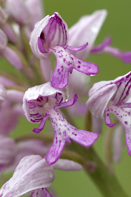 Soldaatje (Orchis militaris) (orchidee)