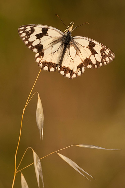 Spaans dambordje (Melanargia lachesis) 