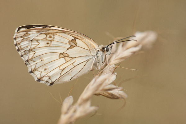 Spaans dambordje (Melanargia lachesis) 