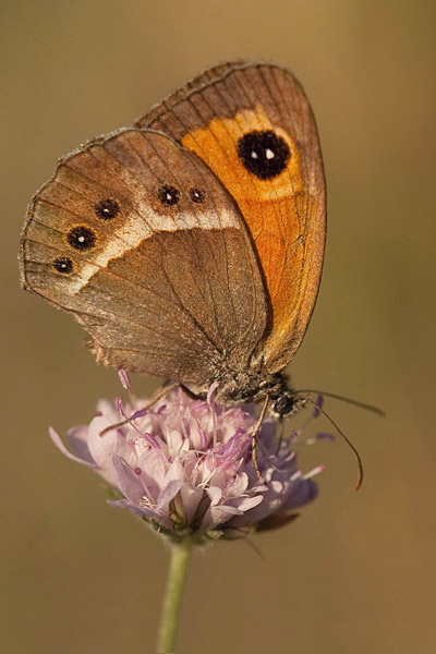 Spaans oranje zandoogje (Pyronia bathseba) 