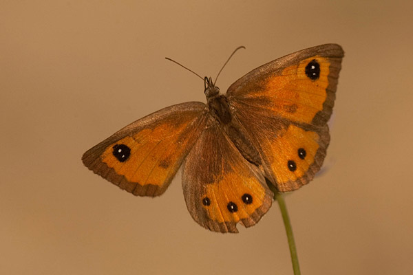 Bovenkant van het Spaans oranje zandoogje (Pyronia bathseba) 