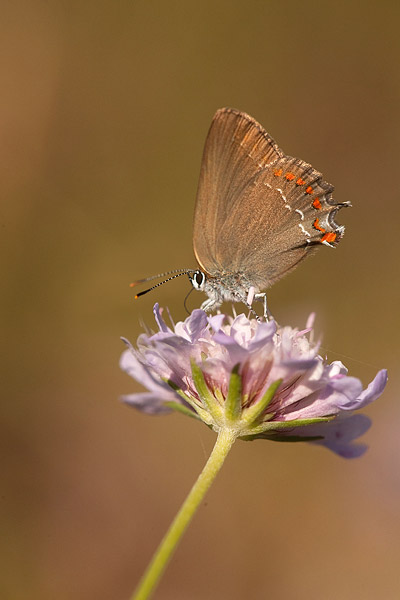 Spaanse eikenpage (Satyrium esculi) 