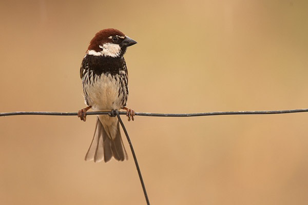 Spaanse mus (Passer hispaniolensis) mannetje