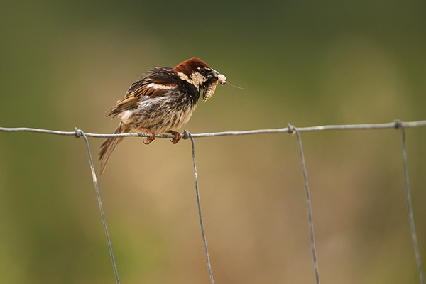 Spaanse mus (Passer hispaniolensis) mannetje