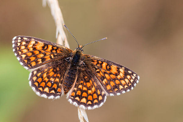 Spaanse parelmoervlinder (Melitaea deione) in de Cevennen