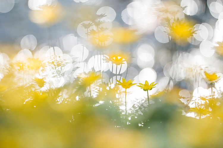 Speenkruid (Ficaria verna) en bokeh