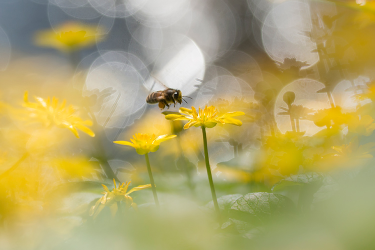 Speenkruid (Ficaria verna) met honingbij