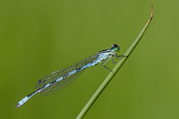 Speerwaterjuffer (Coenagrion hastulatum) mannetje